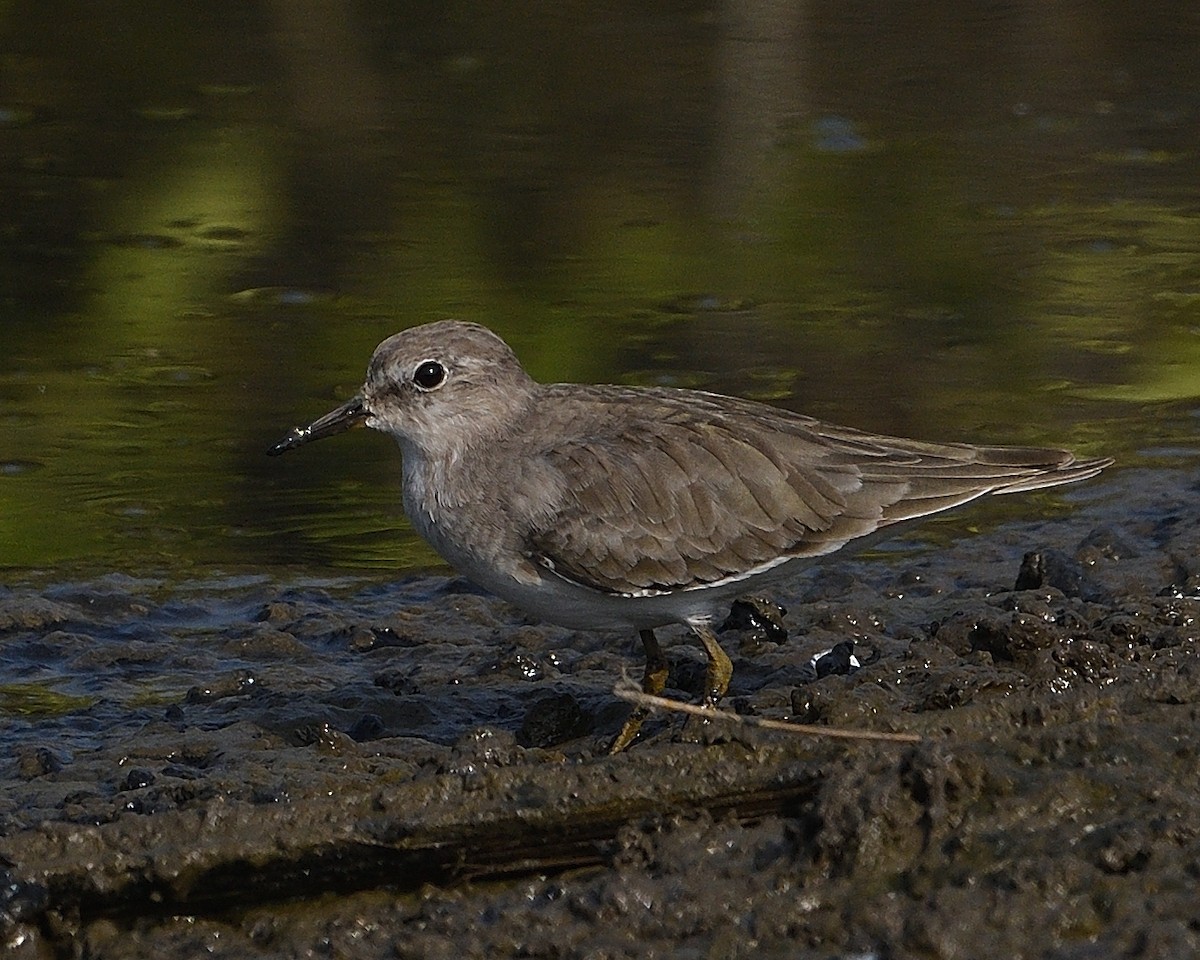 Temminck's Stint - ML610466708