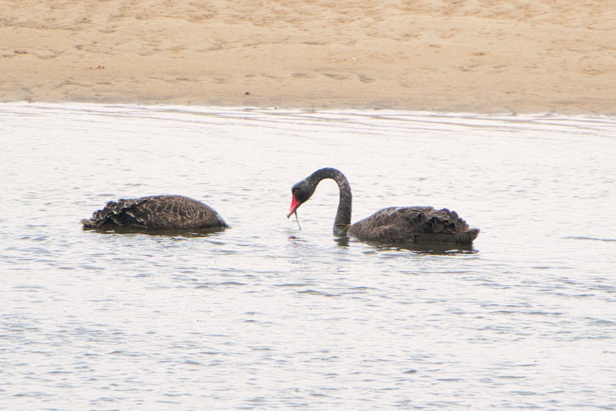 Cisne Negro - ML610466713