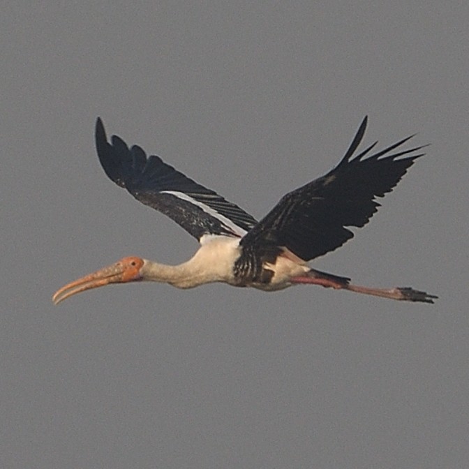 Painted Stork - ML610466714