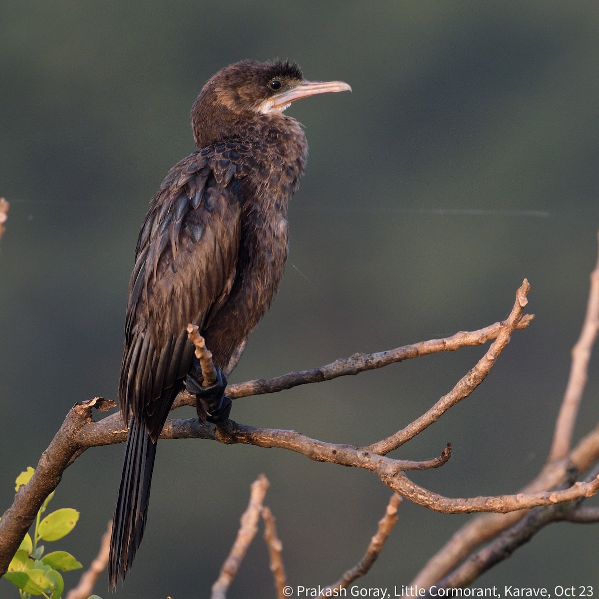 Little Cormorant - ML610466717