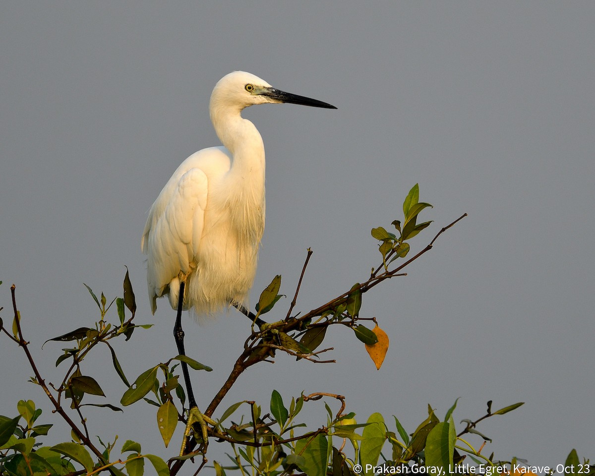 Little Egret - ML610466721