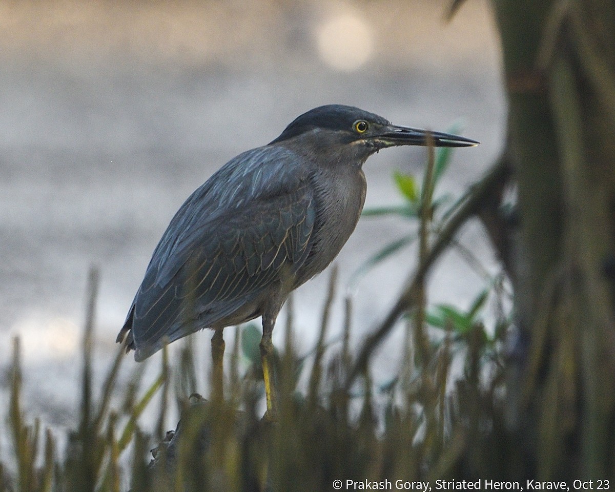 Striated Heron (Old World) - ML610466723