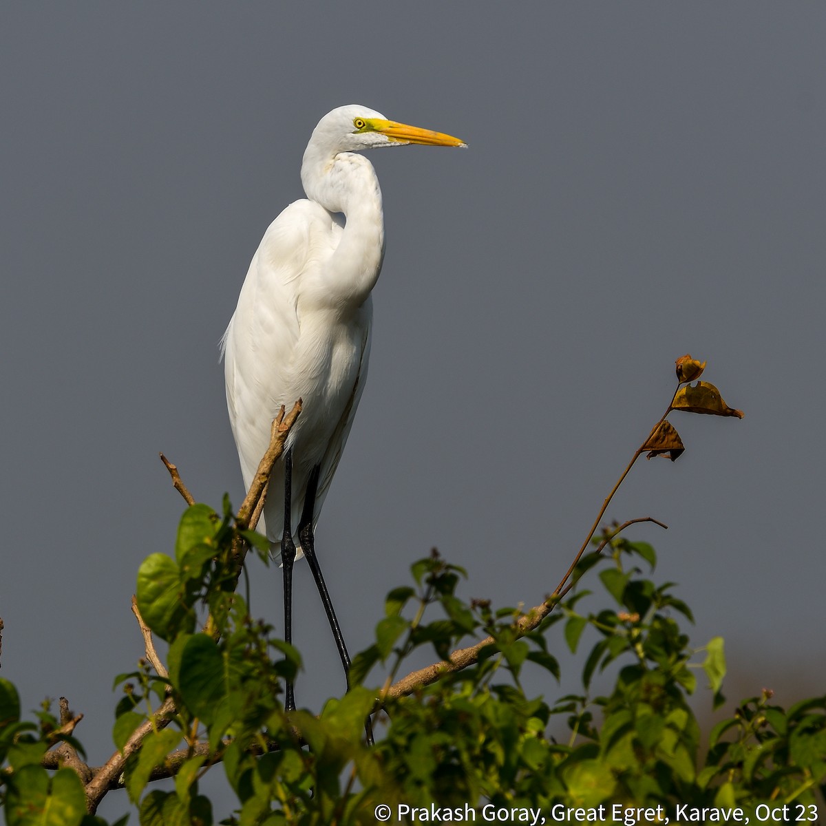 Great Egret - ML610466727