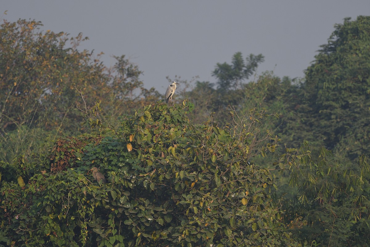 Gray Heron - ML610466735