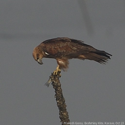 Brahminy Kite - ML610466755