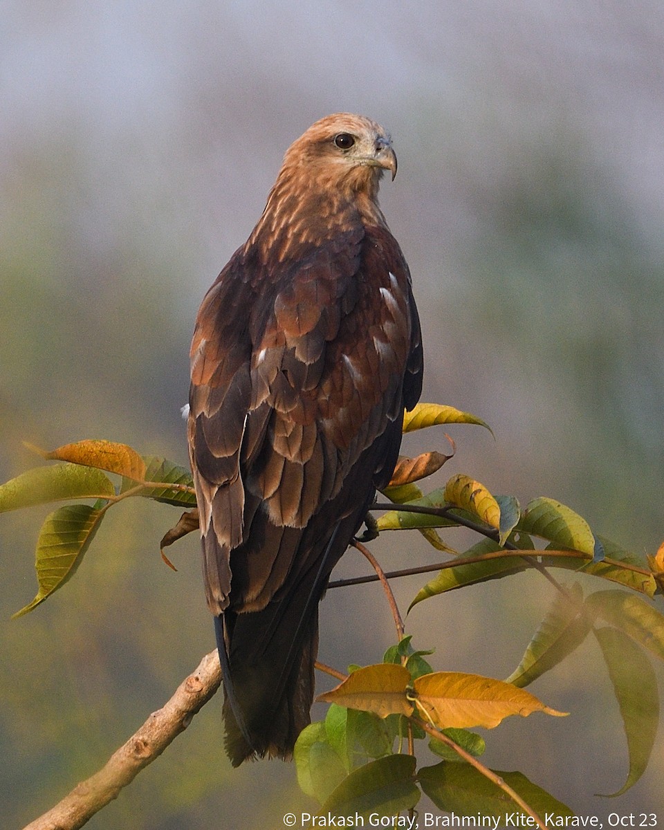 Brahminy Kite - ML610466756