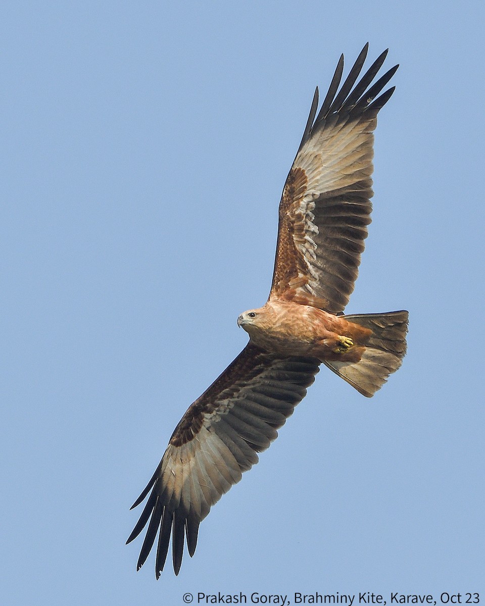 Brahminy Kite - ML610466757