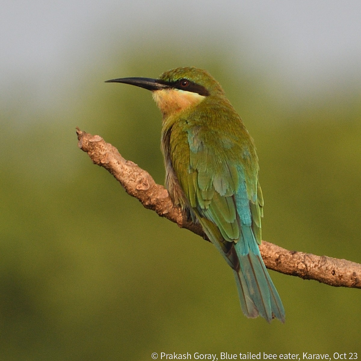 Blue-tailed Bee-eater - ML610466765