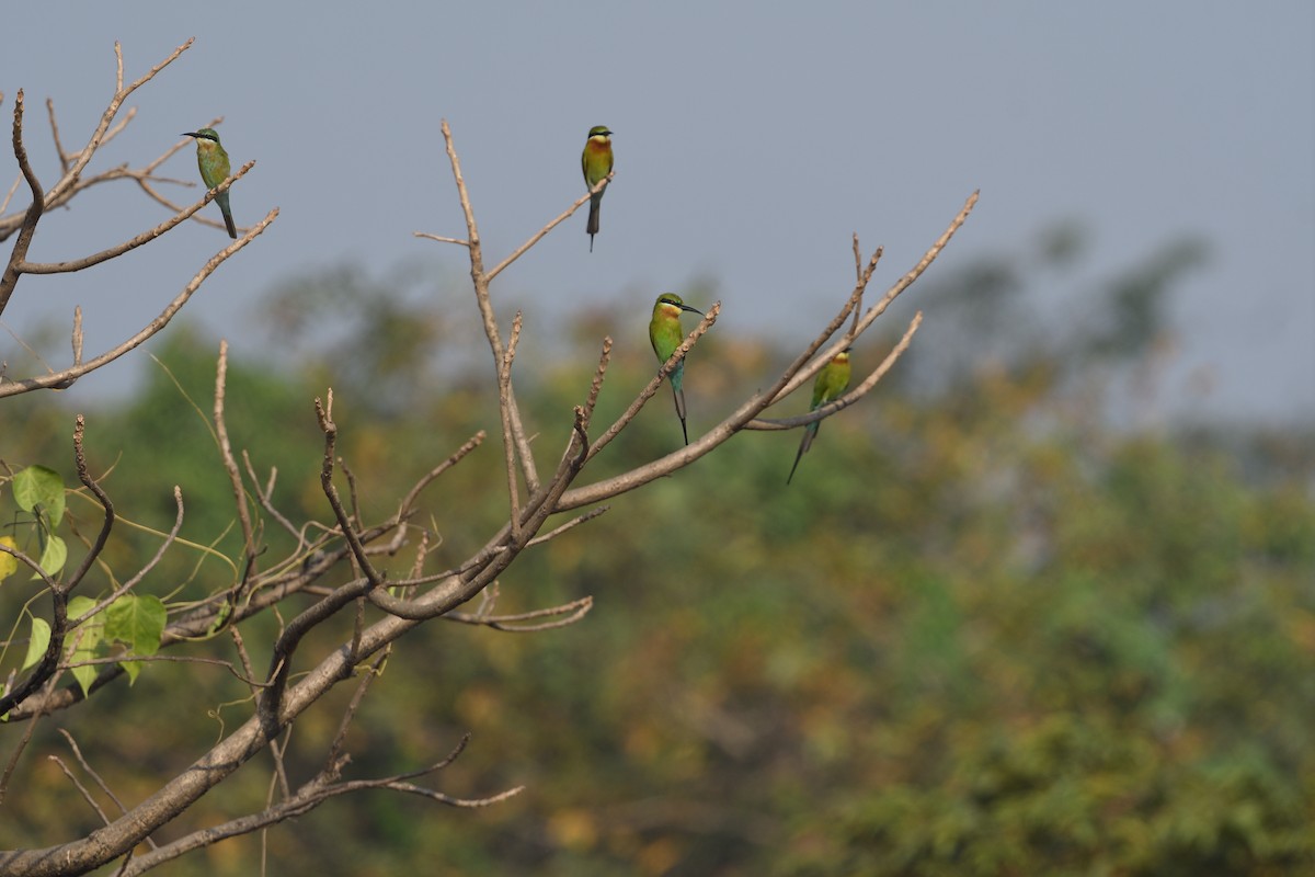 Blue-tailed Bee-eater - ML610466774