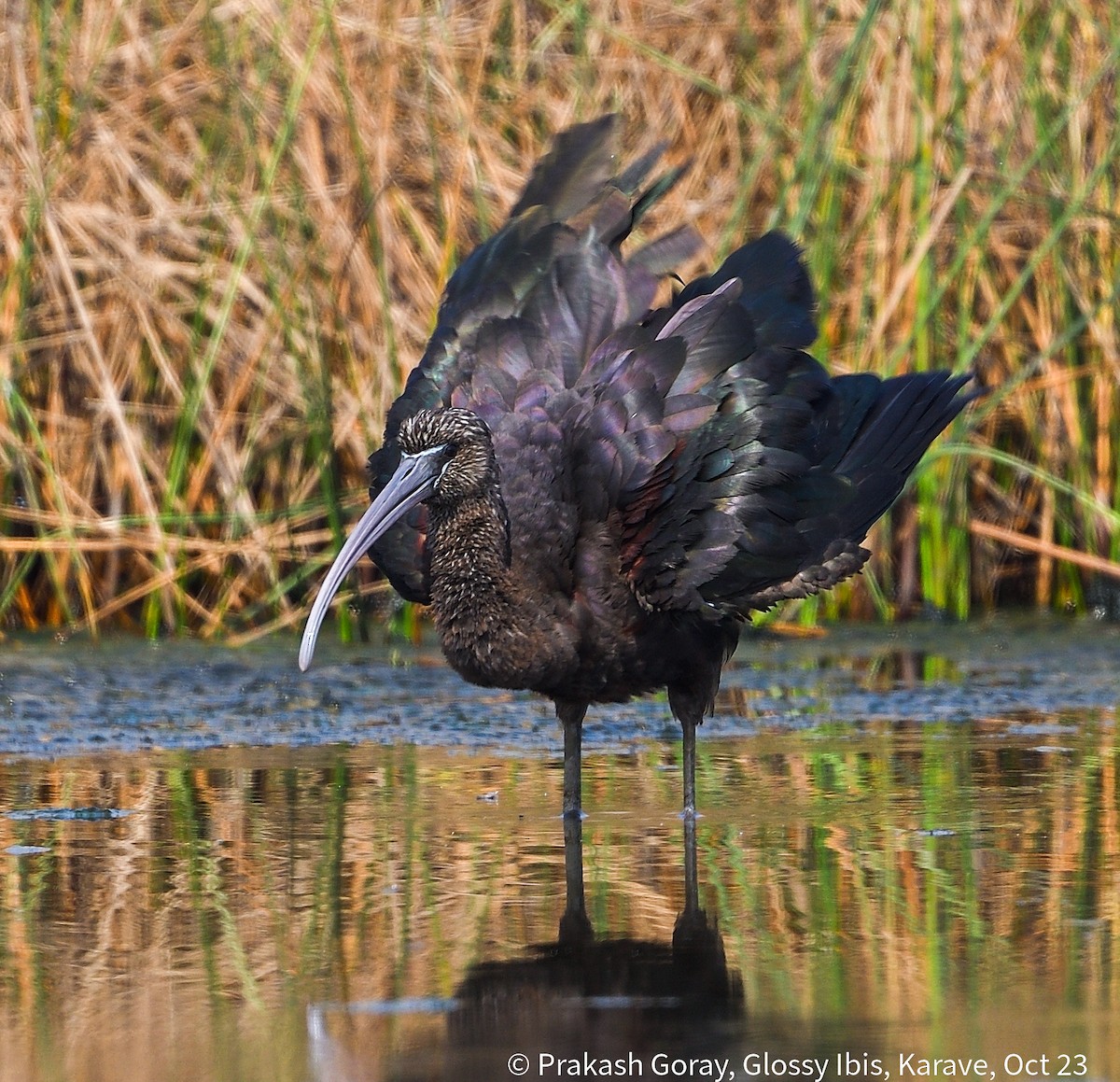 Glossy Ibis - ML610466783