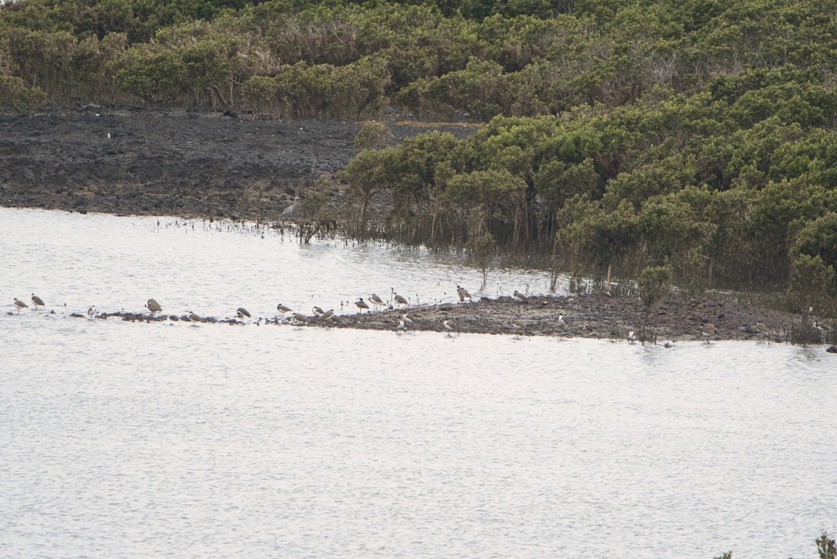 Masked Lapwing - ML610466790