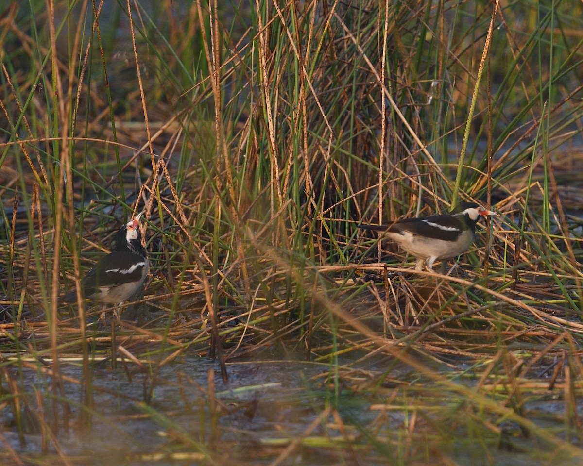 Indian Pied Starling - ML610466794