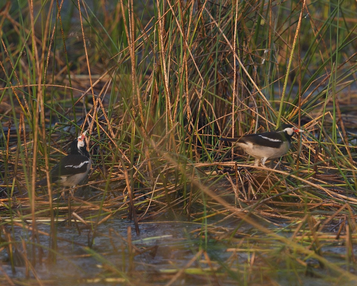 Indian Pied Starling - Prakash Goray