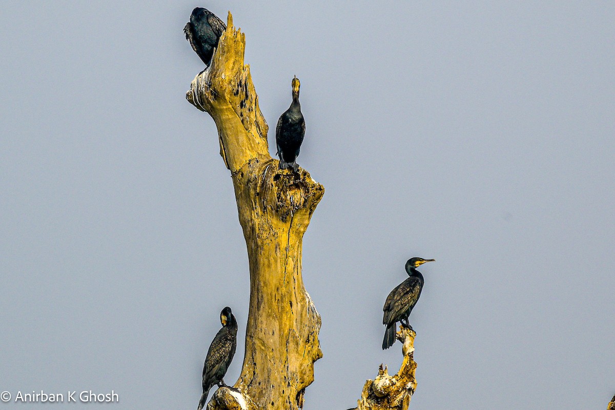 Indian Cormorant - Anirban K Ghosh