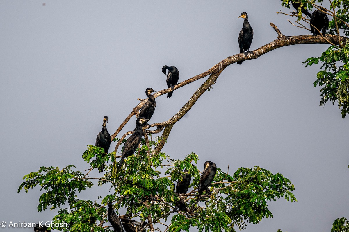 Indian Cormorant - Anirban K Ghosh
