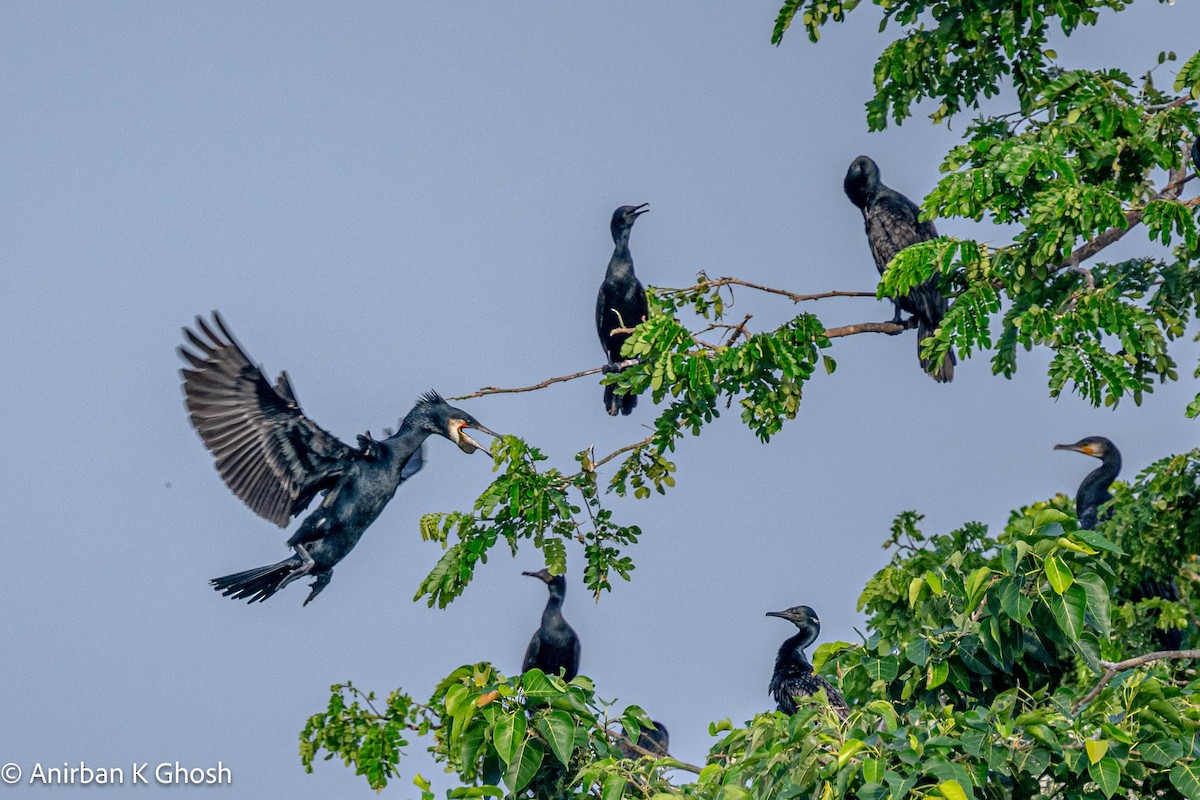 Indian Cormorant - Anirban K Ghosh