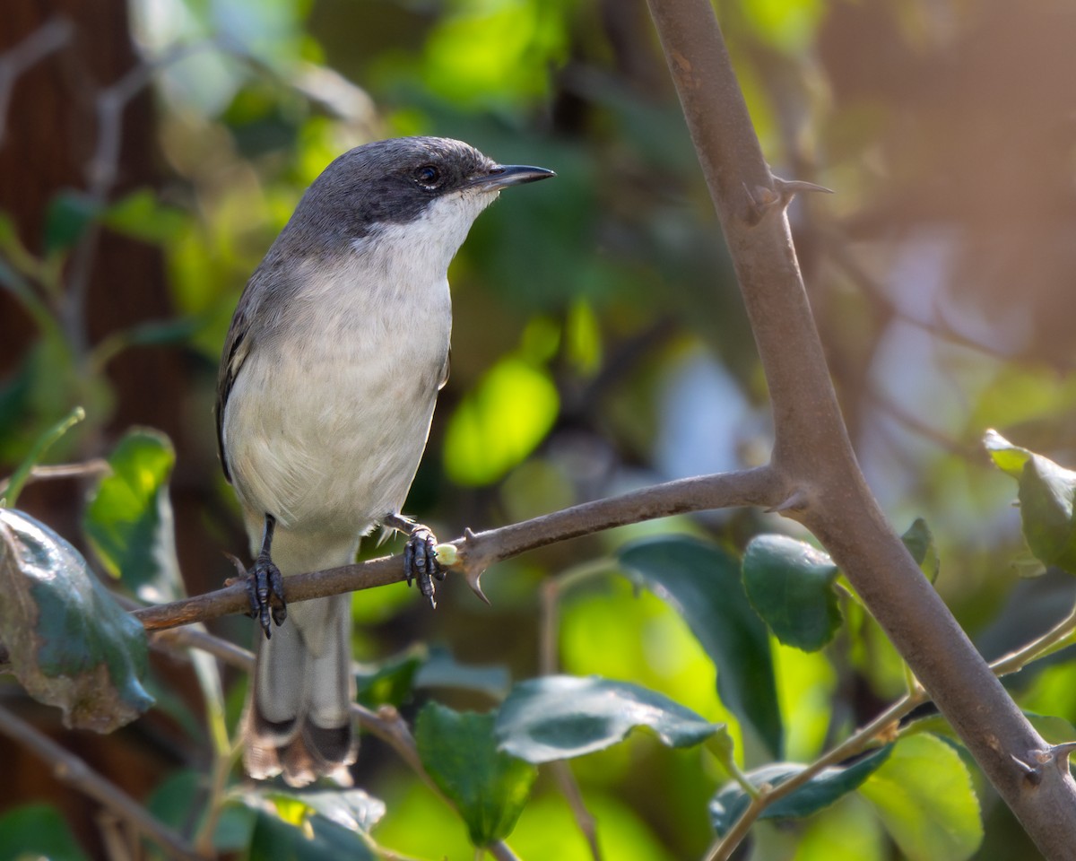 Lesser Whitethroat - Vikram S