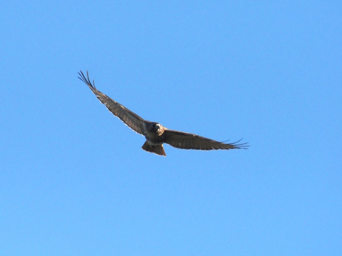 Red-tailed Hawk (borealis) - ML610466943