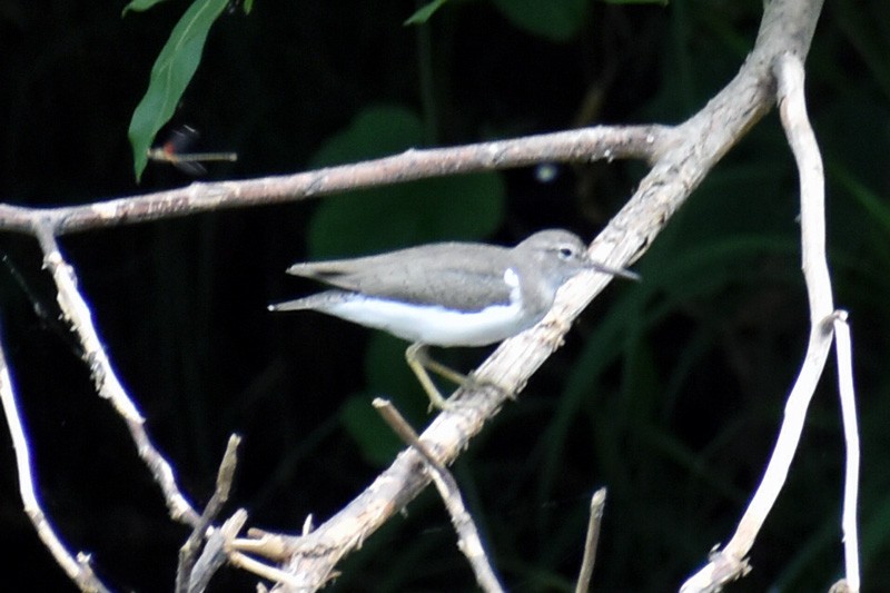 Spotted Sandpiper - ML610466961