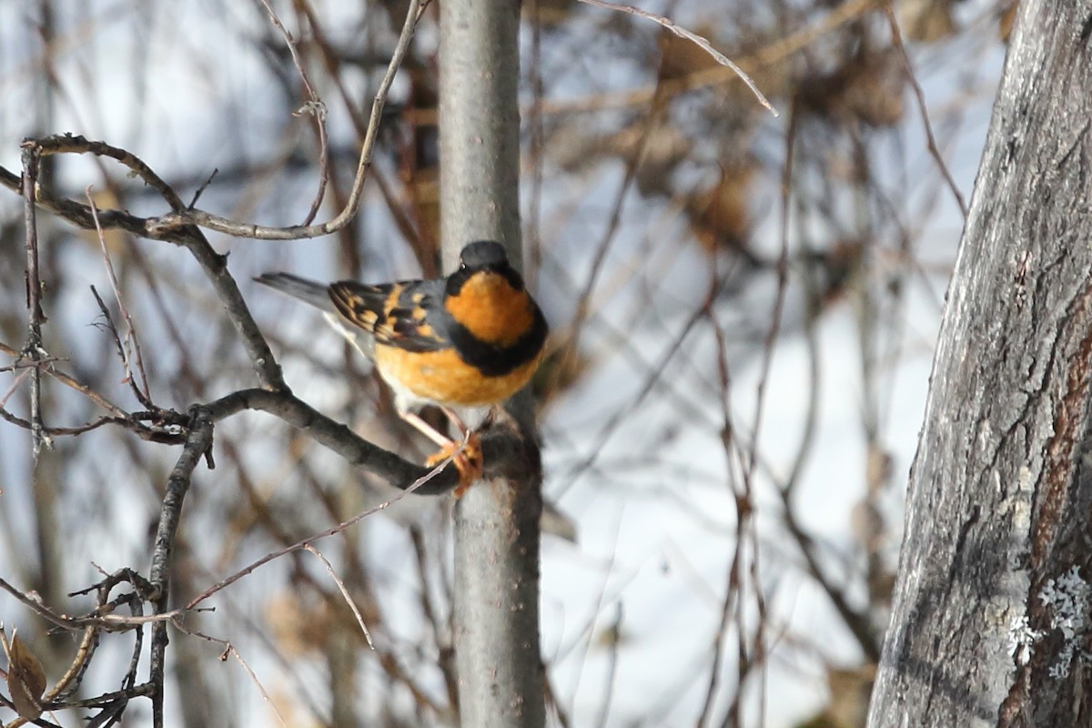 Varied Thrush - Mary Yandell