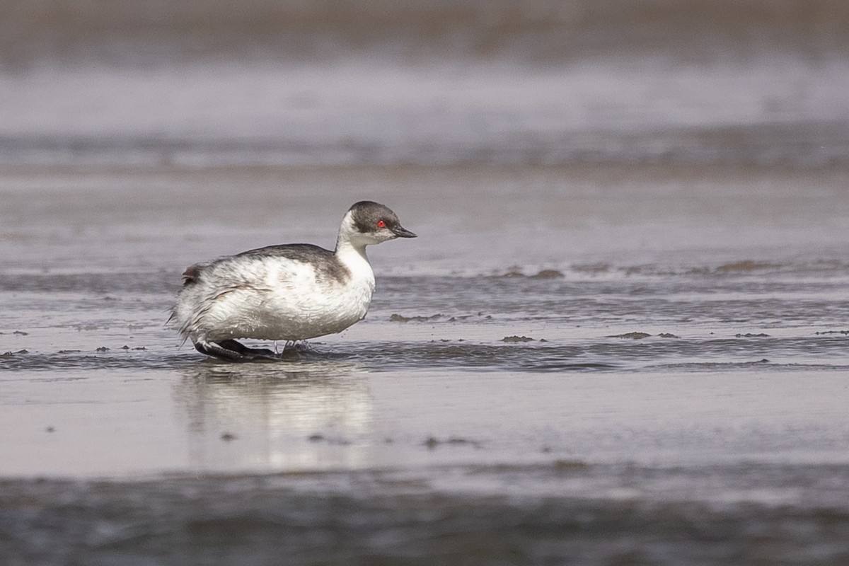 Silvery Grebe - ML610466971