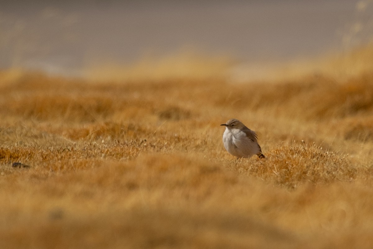 Altiplano-Erdhacker - ML610466976