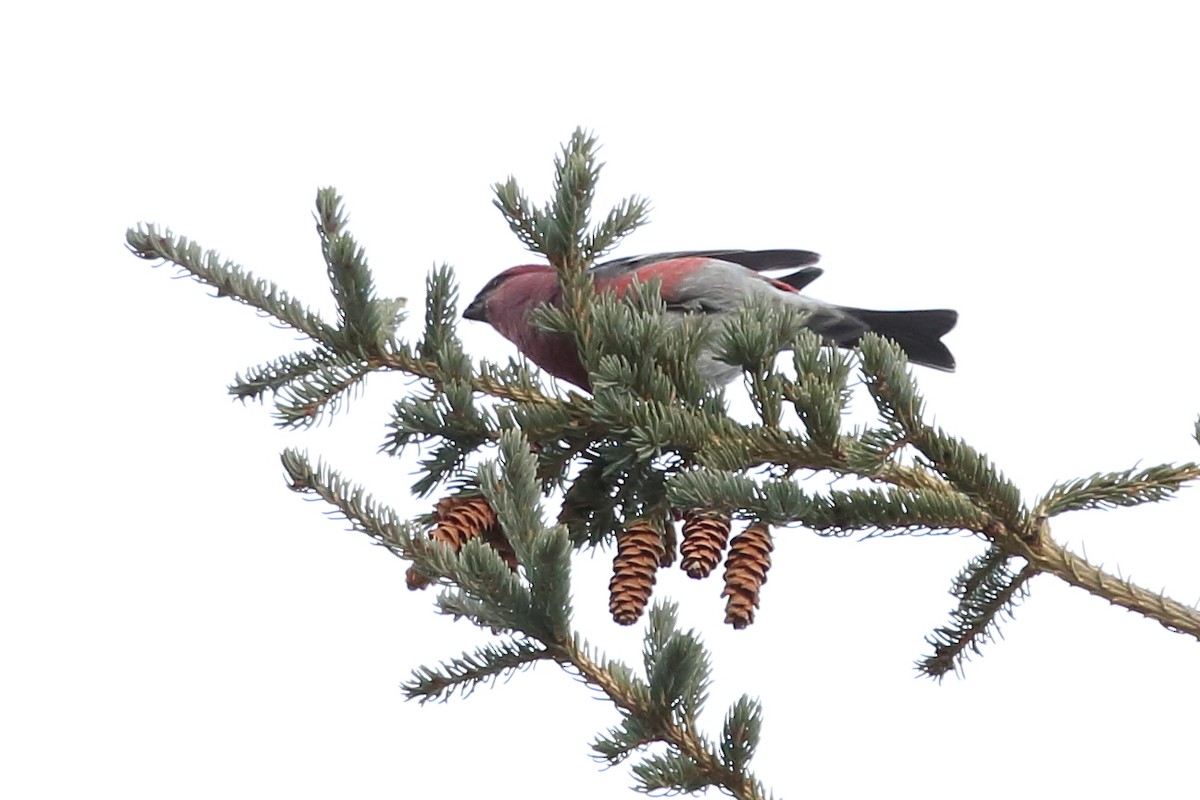 Pine Grosbeak - ML610466997