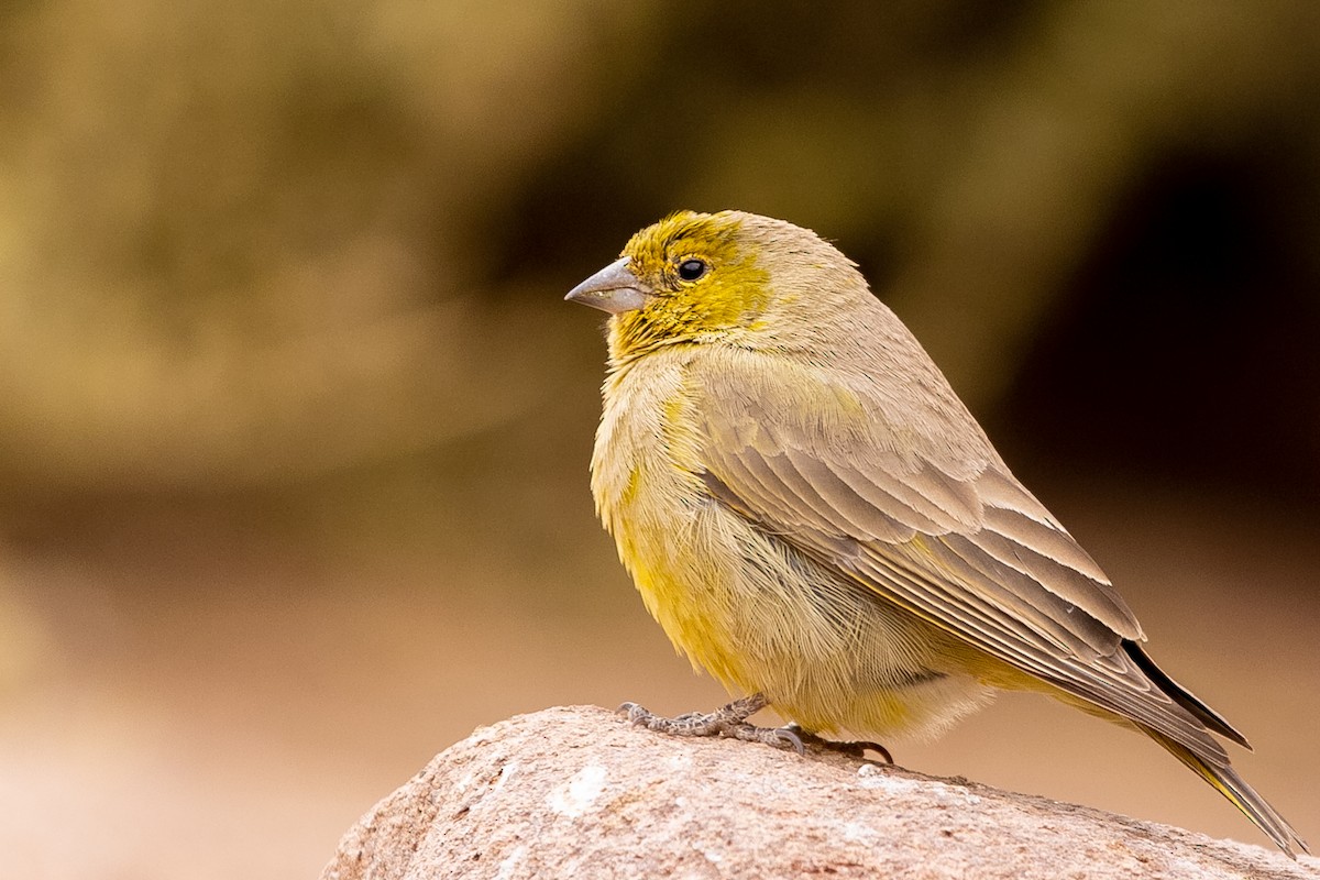 Greenish Yellow-Finch - ML610467005