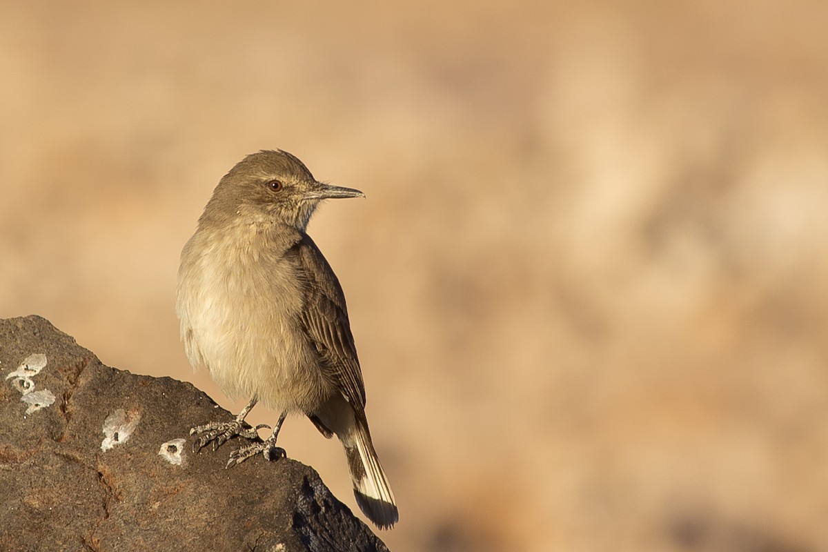 Black-billed Shrike-Tyrant - ML610467047