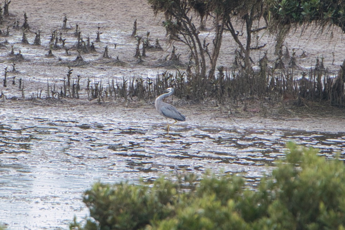 White-faced Heron - ML610467057