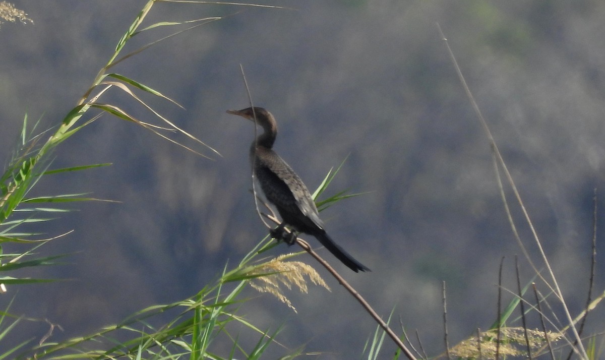 Long-tailed Cormorant - ML610467116
