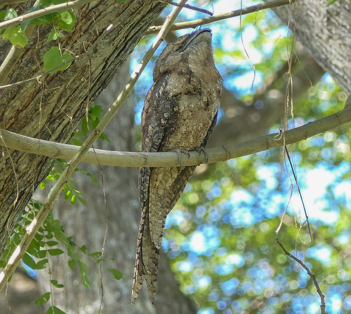 Papuan Frogmouth - ML610467133