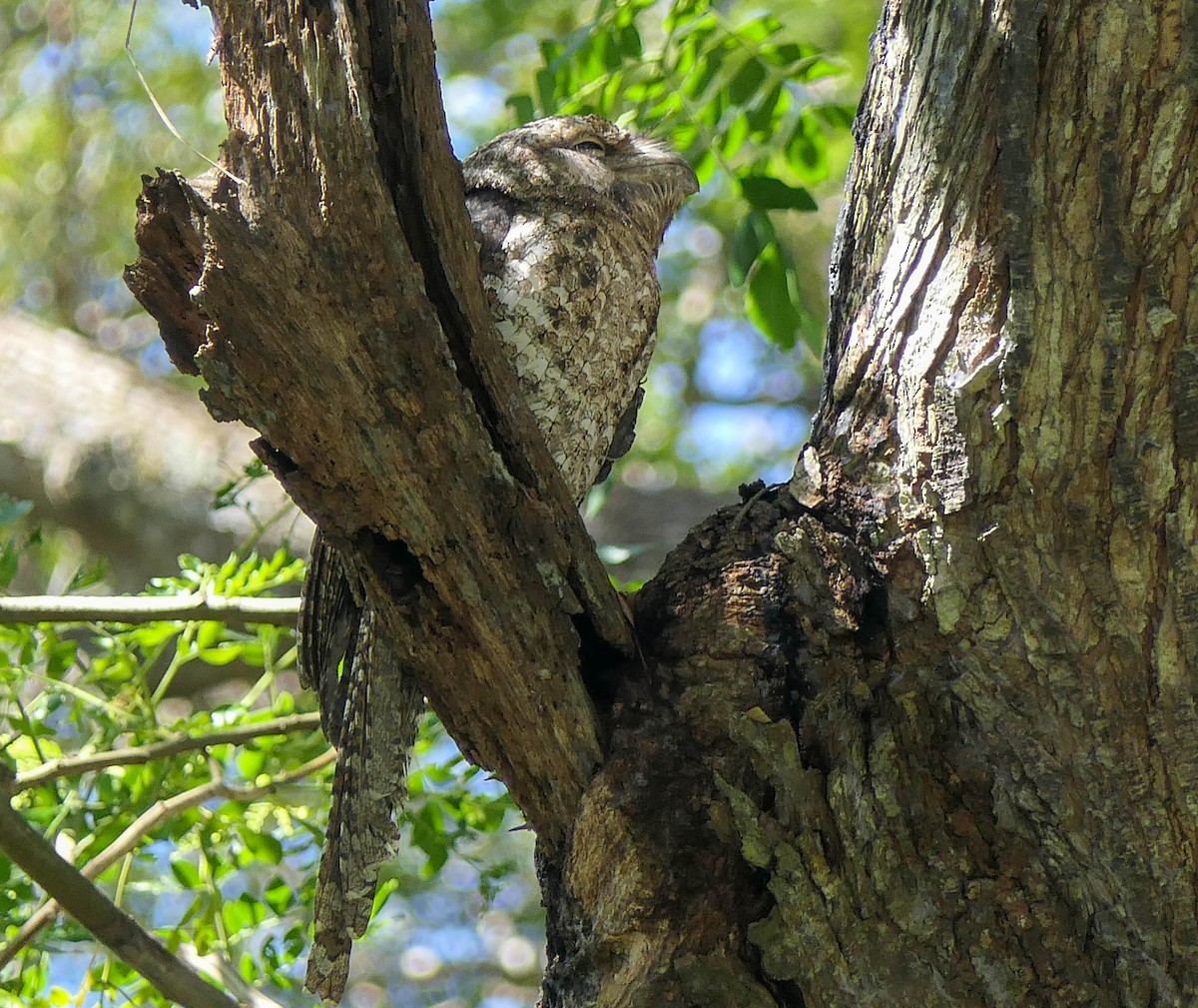 Papuan Frogmouth - ML610467134