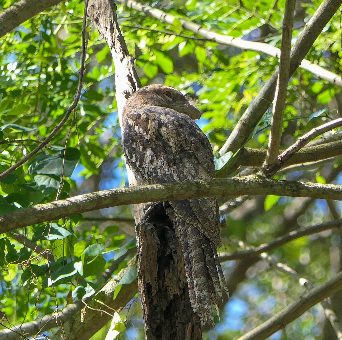 Papuan Frogmouth - ML610467135