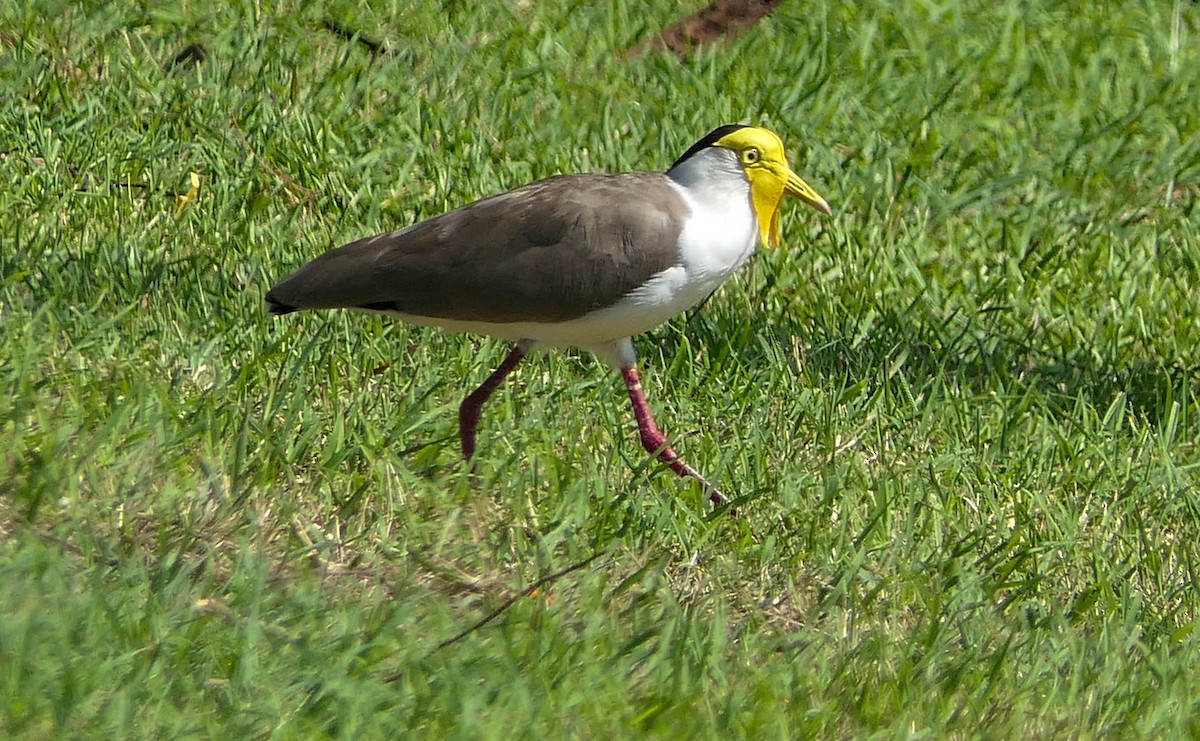 Masked Lapwing - ML610467155