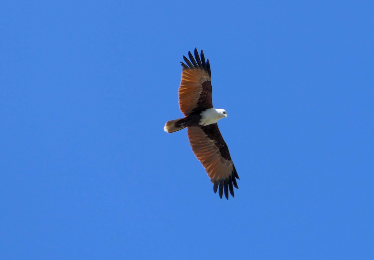 Brahminy Kite - ML610467240