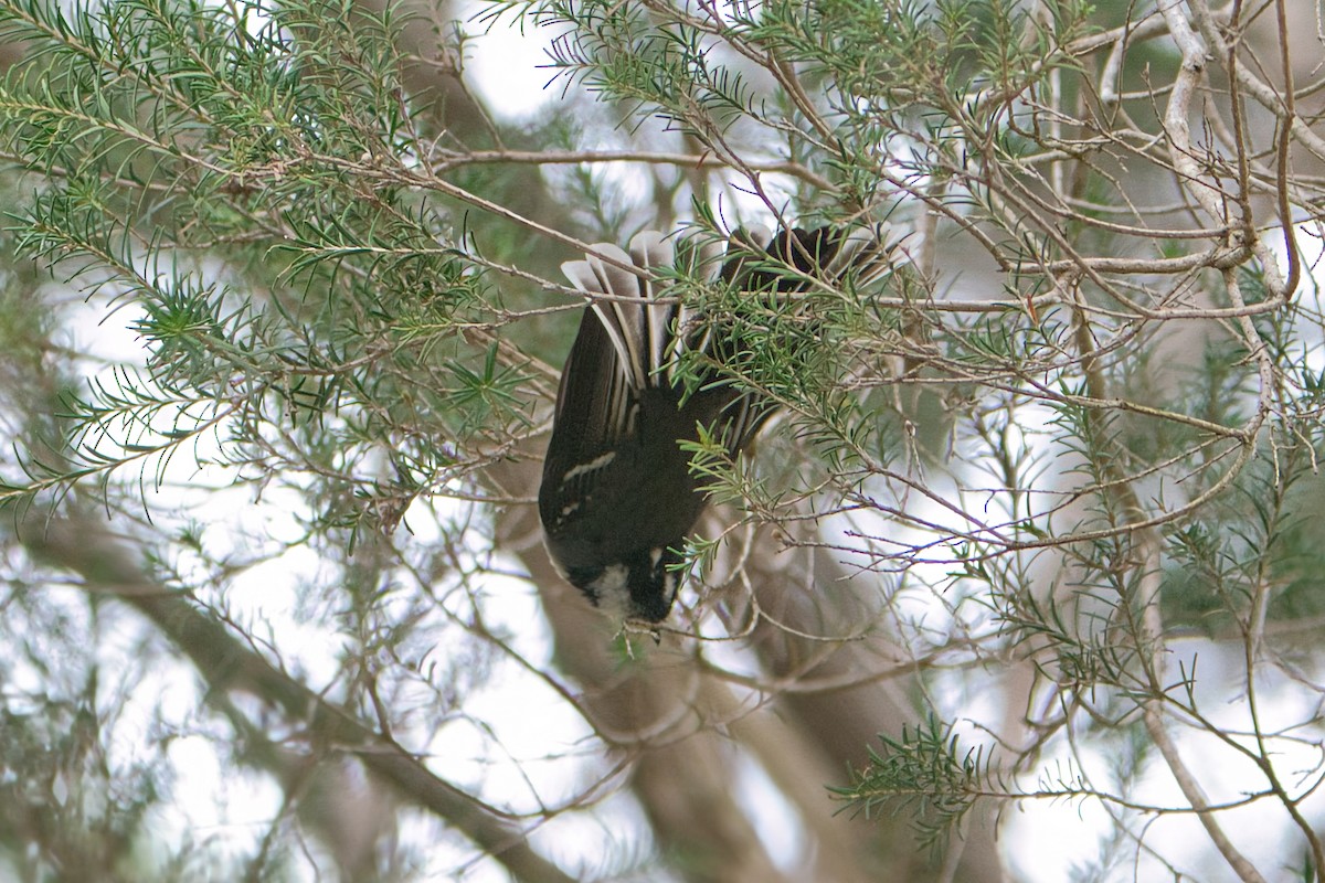 Gray Fantail - ML610467241