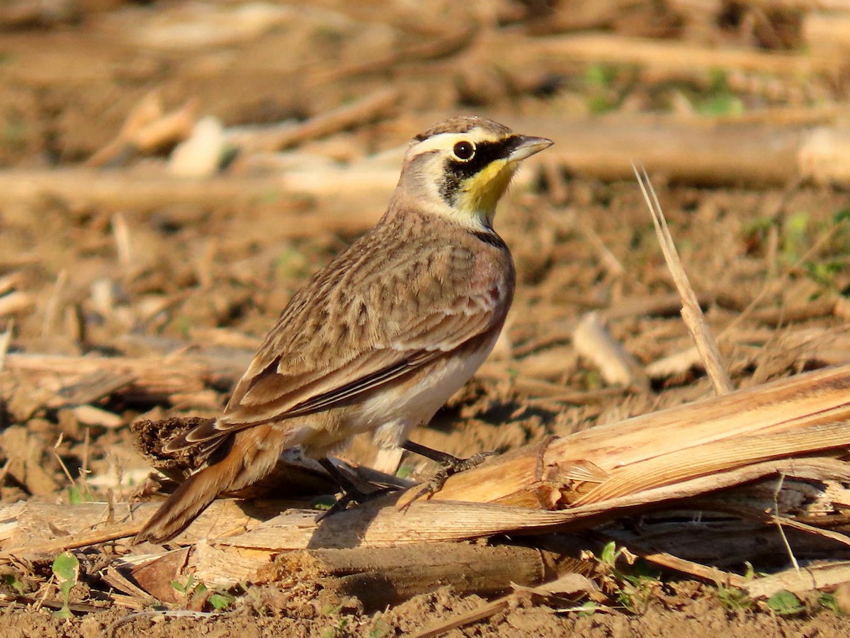 Horned Lark - David Cooney Jr