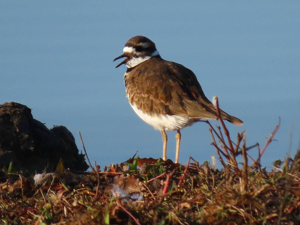 Killdeer - ML610467319