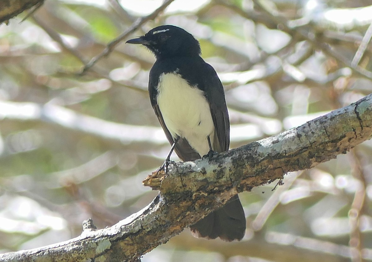 Willie-wagtail - Randall Siebert