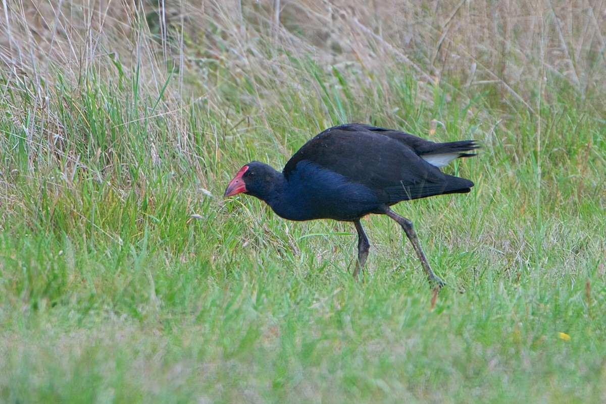 Australasian Swamphen - ML610467400