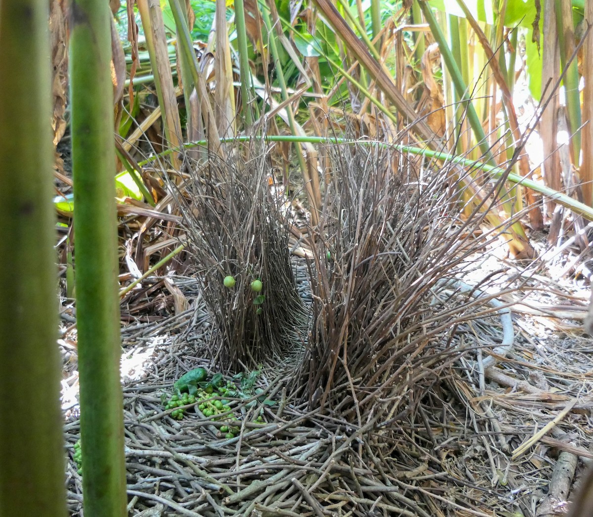 Fawn-breasted Bowerbird - ML610467479