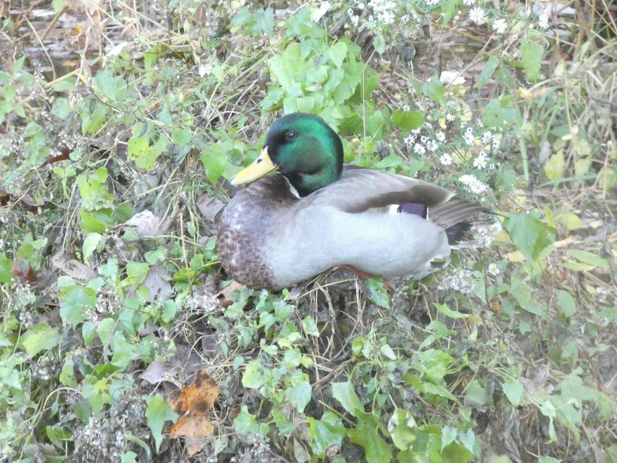 Mallard - ML610467492