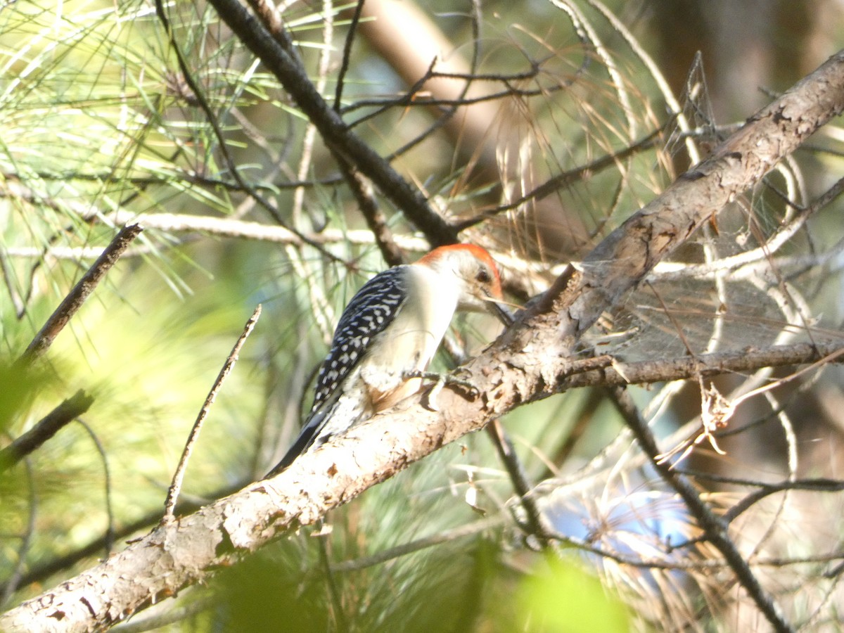 Red-bellied Woodpecker - Bob Boot