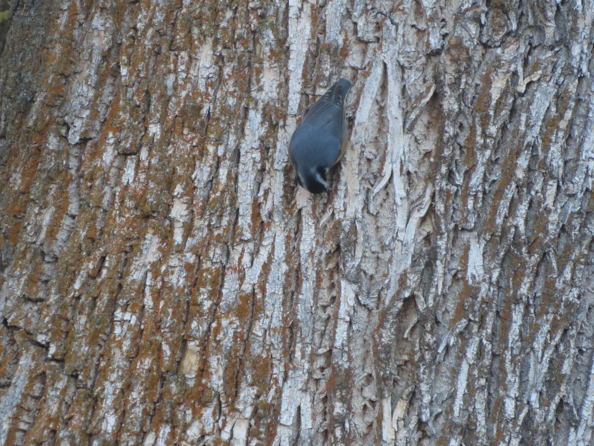 Red-breasted Nuthatch - ML610467601