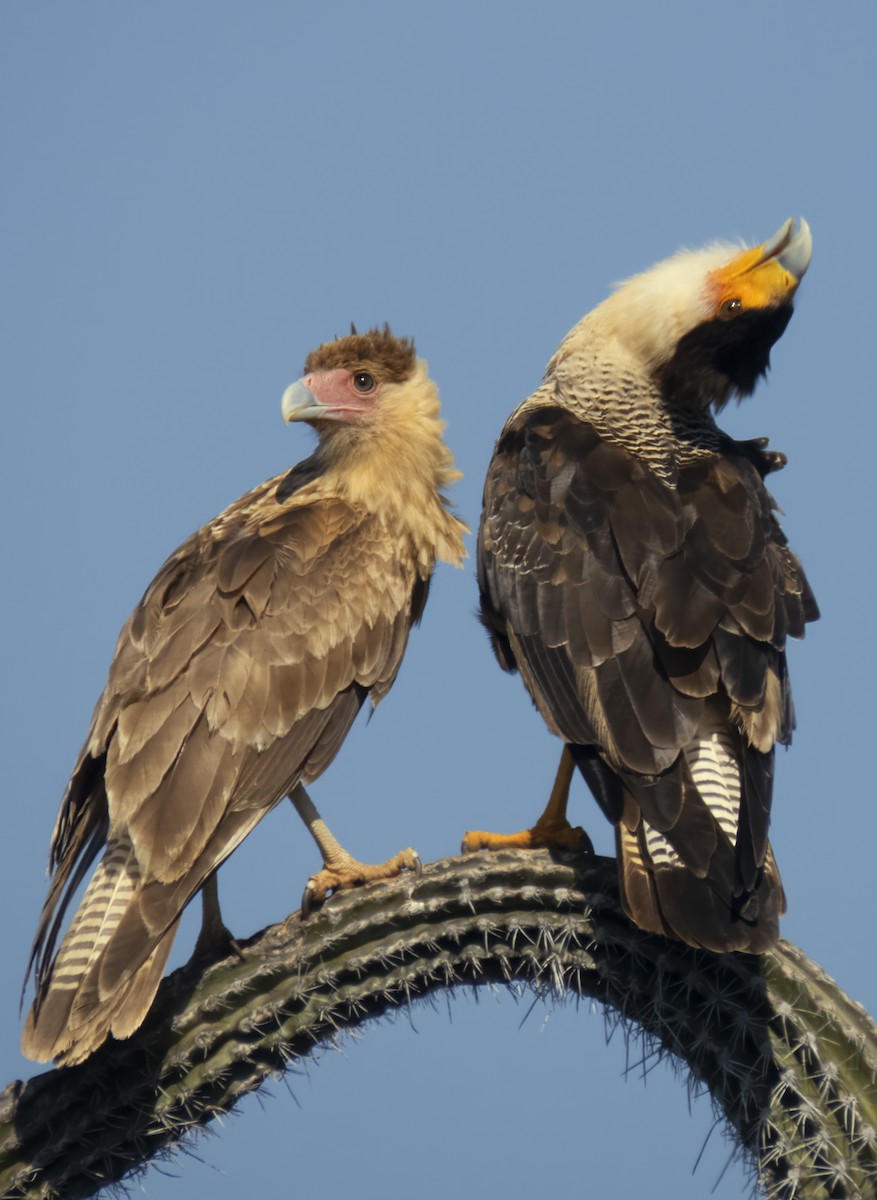 Crested Caracara - ML610467610