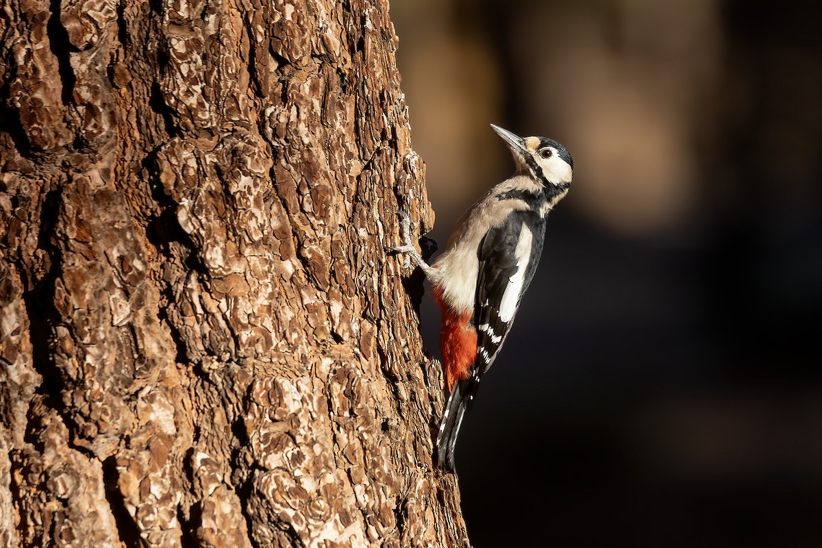 Great Spotted Woodpecker (Canarian) - ML610467619