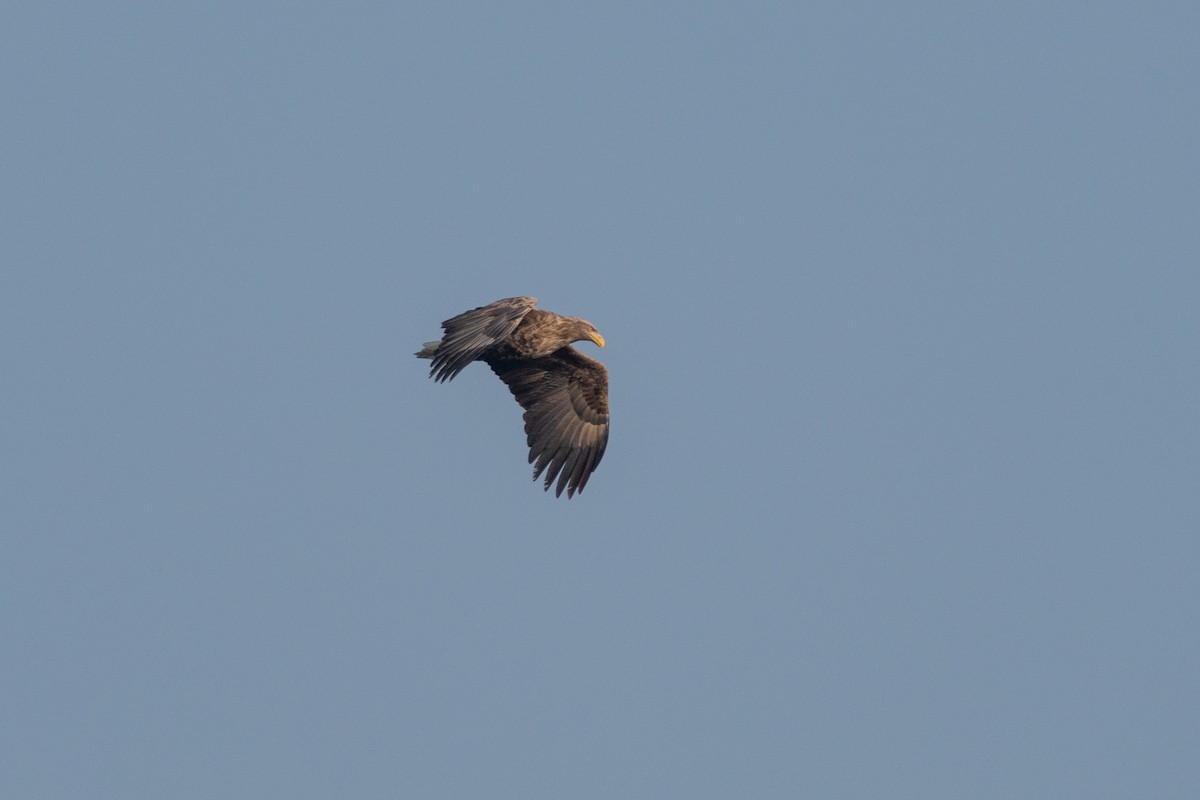 White-tailed Eagle - ML610467686