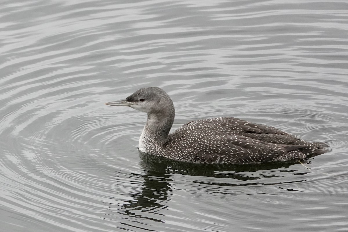 Red-throated Loon - ML610467748