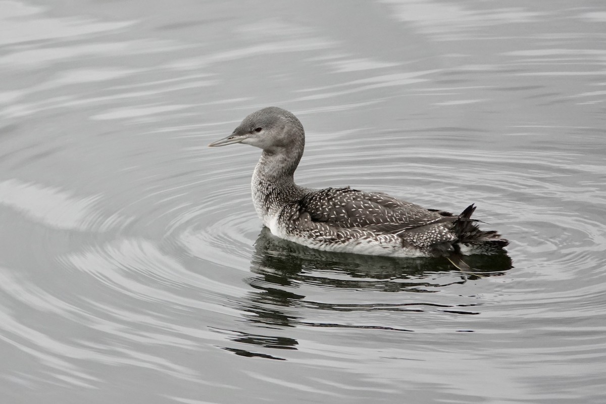 Red-throated Loon - ML610467749